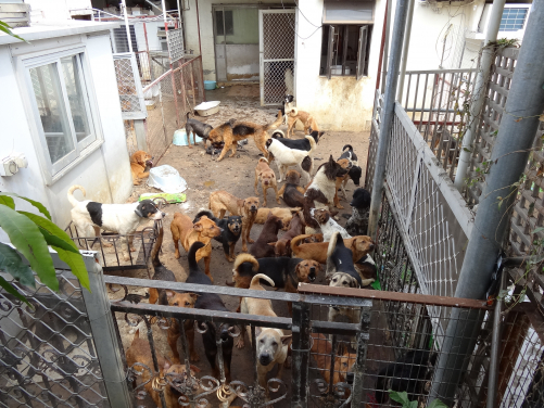 February 2014: 75 live dogs and 20 dog carcasses were found unattended in a Pat Heung village house running as a rescue shelter. 